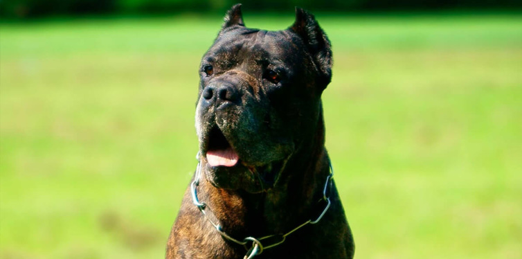 10 Dog Breeds With The Strongest Bite Pet Side