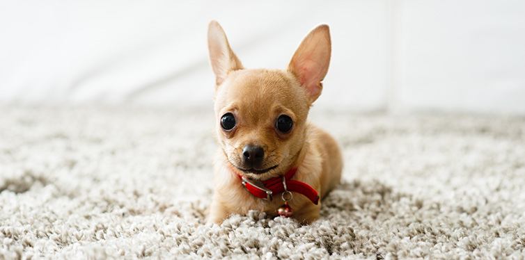 Why Does My Dog Lick The Carpet Pet Side