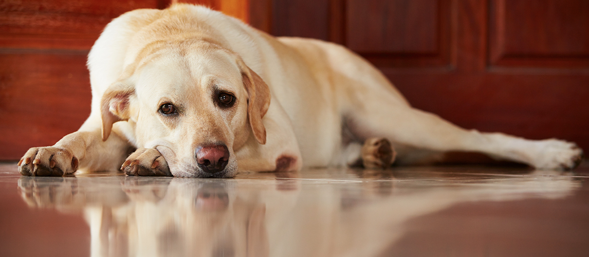 Separation Anxiety in Dogs: Causes and Treatments | Pet Side