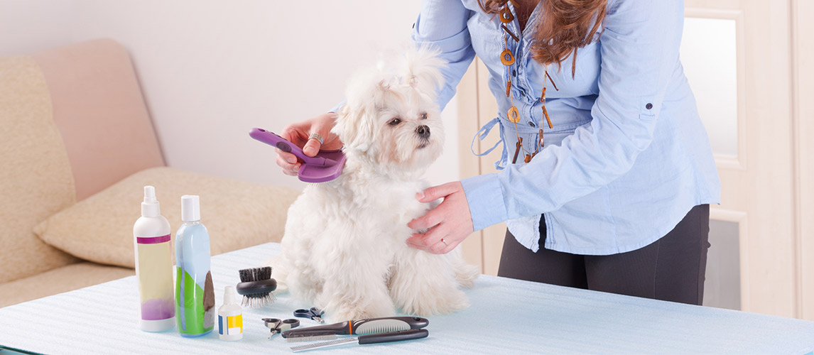 How To Cut Matted Dog Hair Like A Pro Petside