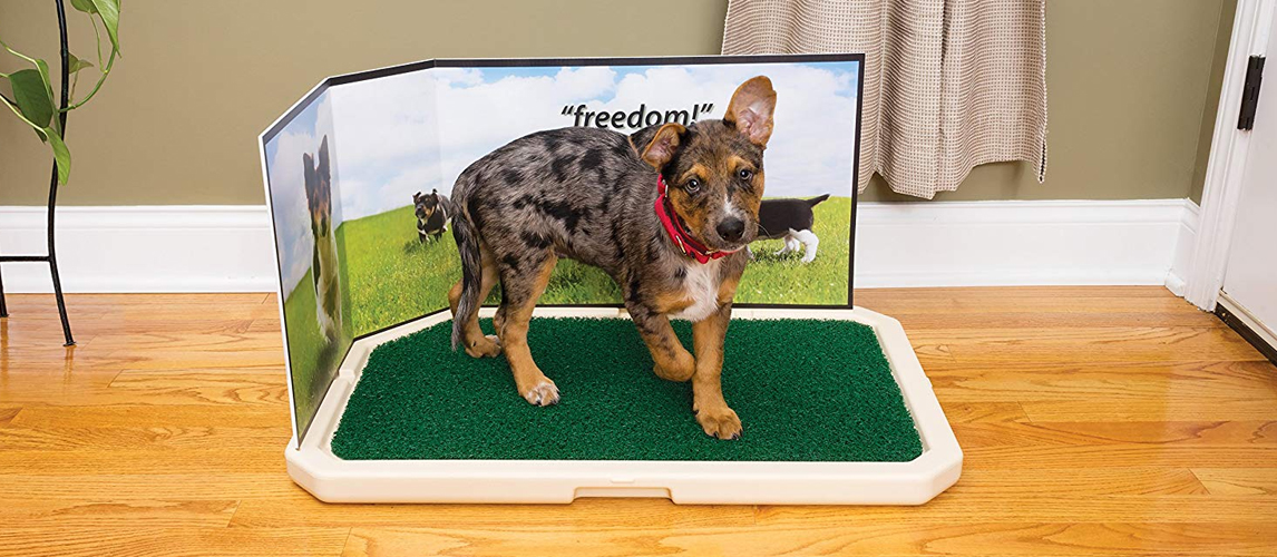 The Best Indoor Dog Potties Review In 2020 Pet Side