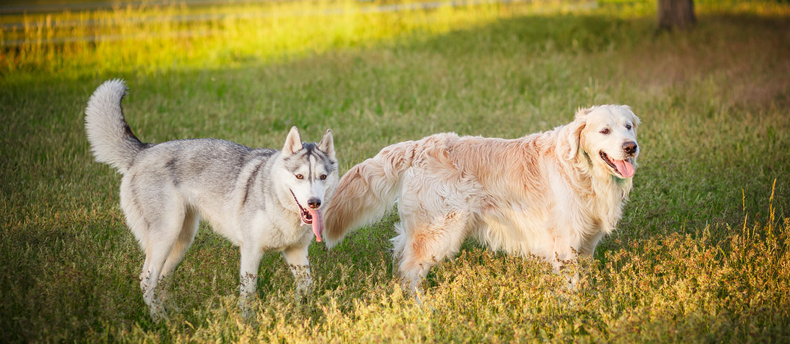 Husky Golden Retriever Mix Breed Facts Temperament Pet Side