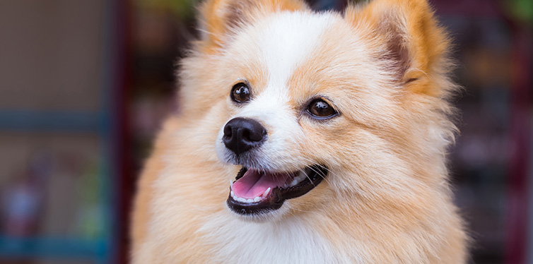 Pomchi Chihuahua Pomeranian Mix Breed Facts Temperament