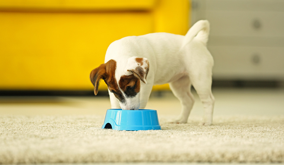 The Best Dog Food For Jack Russell Review In 2020 Pet Side