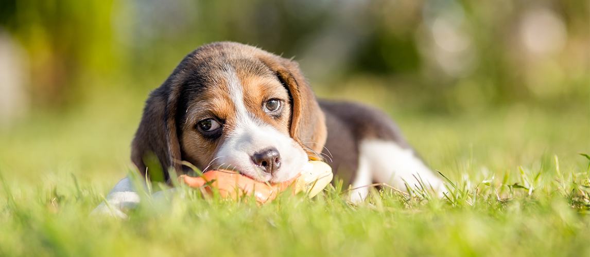 Beagle dog playing with the toy
