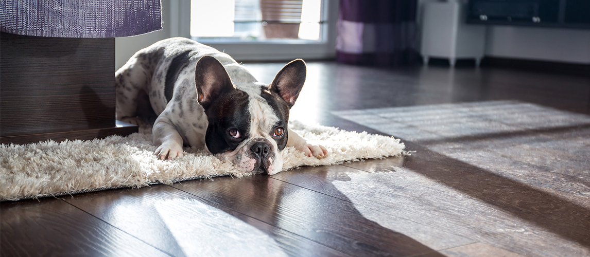 Dog lying on the carpet