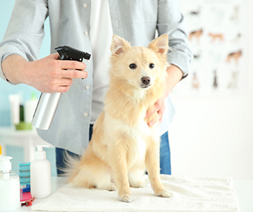 is human dry shampoo safe for dogs