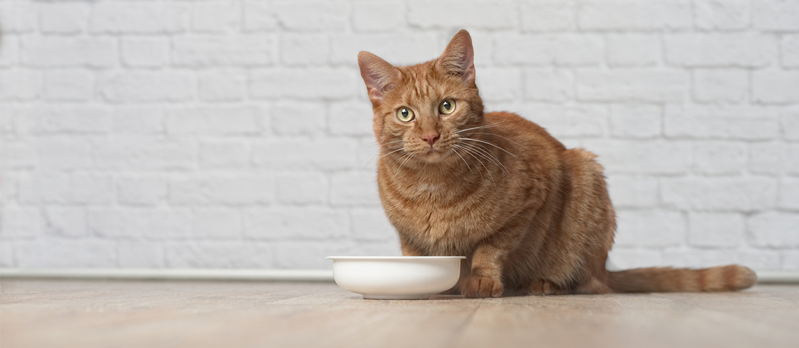 Ginger cat sitting around a food bowl 