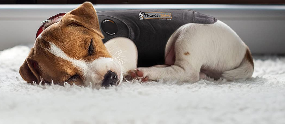 Puppy wearing an anxiety vest