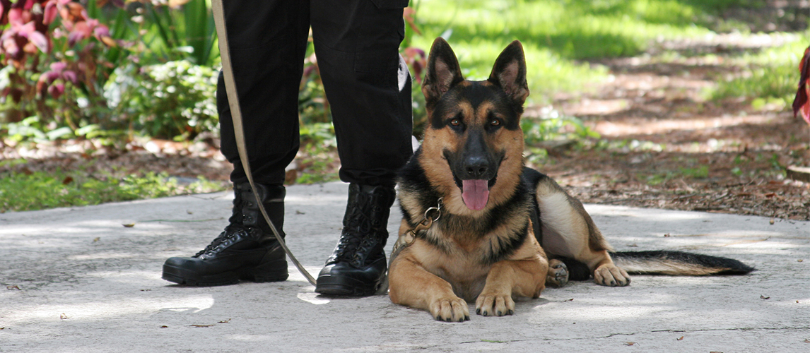 are labs good police dogs