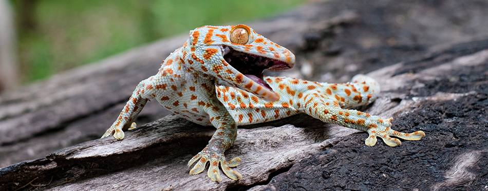 7 Types Of Geckos That Make Great Pets | Pet Side