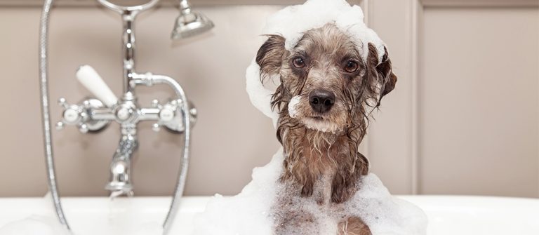 8 Common Bath-Time Mistakes Pet Owners Make