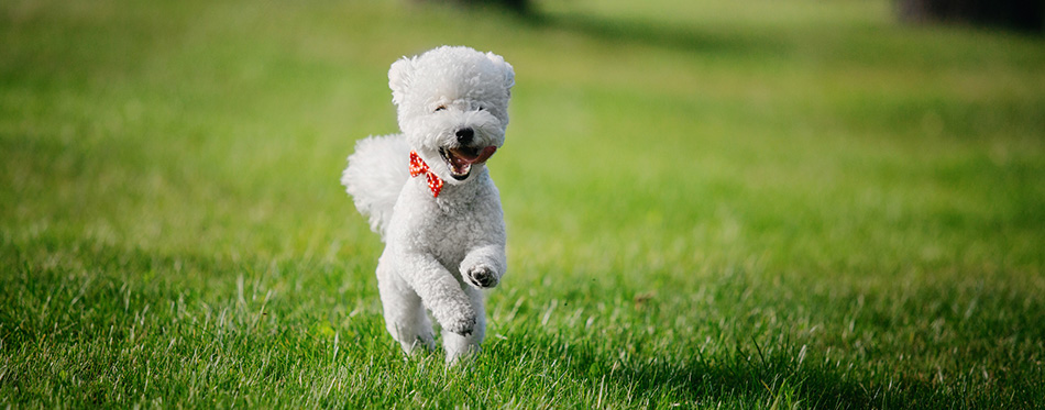 Bichon frize dog close up portrait