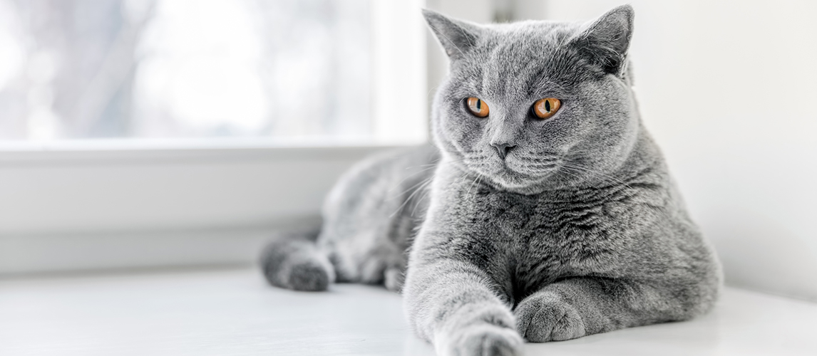 The British Shorthair's Stoic Beauty: All About This Breed - Tips for maintaining the health and well-being of British Shorthairs