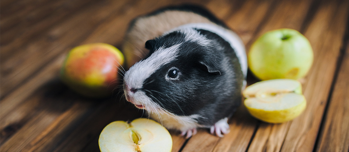 Can guinea outlet pigs eat apples