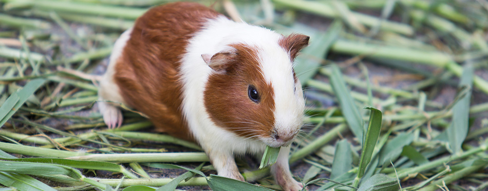 Can guinea cheap pigs bananas