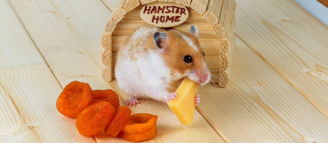 Are hamsters allowed outlet cheese