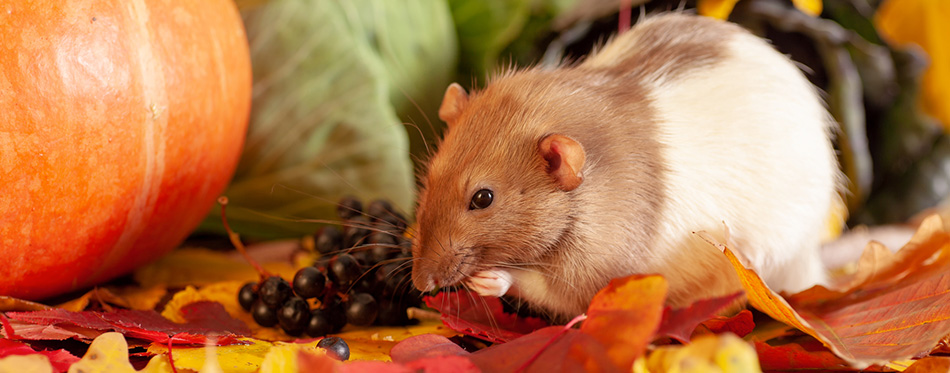 Hamsters eat clearance grapes