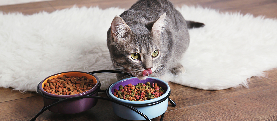 Cat Not Eating: Causes and Treatments | Pet Side