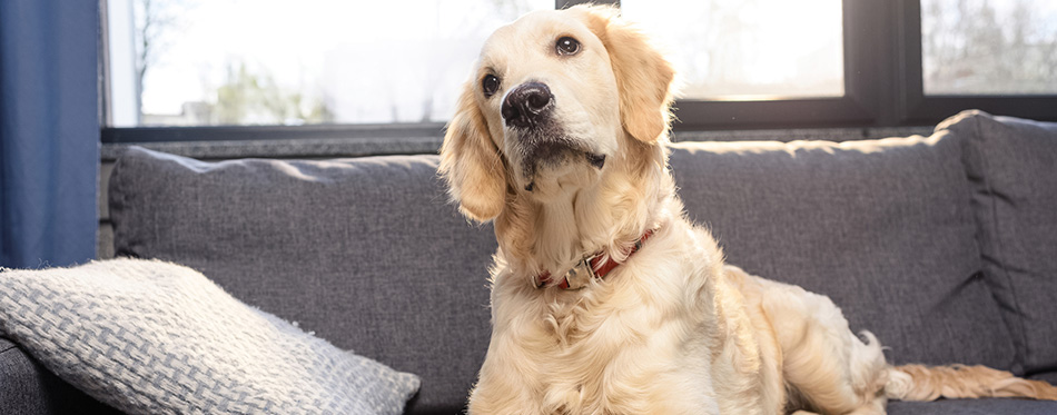 Golden retriever dog