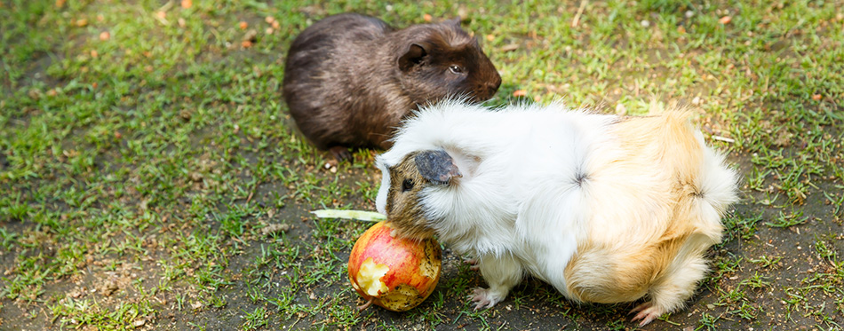Guinea pigs eating an apple in the garden