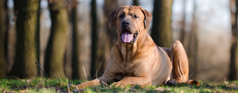 10 Dog Breeds With the Strongest Bite | Pet Side