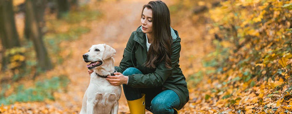 Young woman adjusting dog collar on golden retriever w