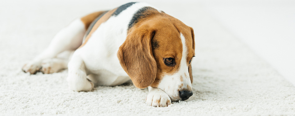 why-does-my-dog-lick-the-carpet-pet-side