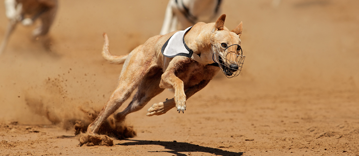 The 10 Fastest Dog Breeds On Earth | Pet Side