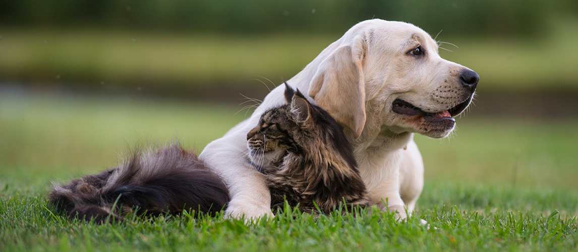 Best Dog Breeds For Cats | Pet Side