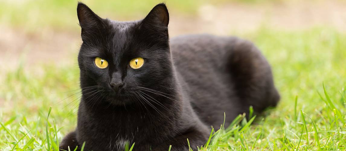 Bombay Cat: Breed Information, Characteristics And Facts 