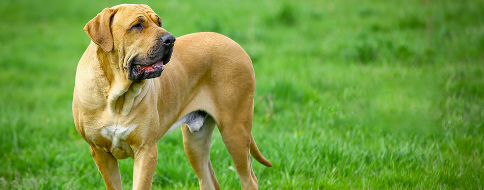 Brazilian Mastiff Fila dog