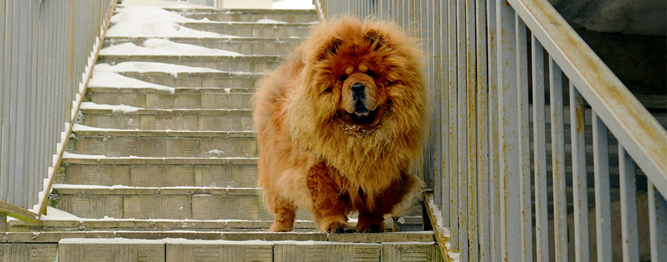 Chow Chow dog on the stairs