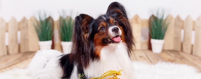 Papillon Dog Breed Facts And Temperaments Pet Side