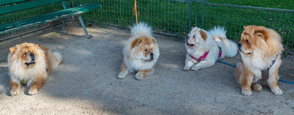 Four Chow Chow dogs