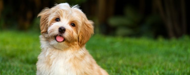 Havapoo: Breed Facts and Temperament | Pet Side