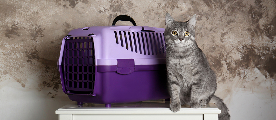 how-to-get-a-cat-in-a-cat-carrier-pet-side