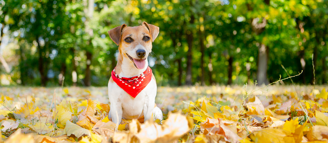 Jack Russell Terrier with bandana