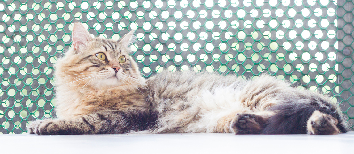 Siberian Splendor: Experiencing the Allure of Siberian Cats - Intelligence and Trainability