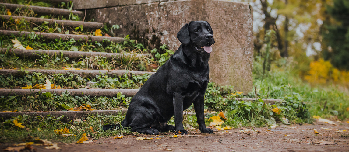 Keep dog in yard without fence best sale