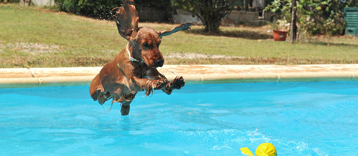 Top 10 clearance swimming dogs