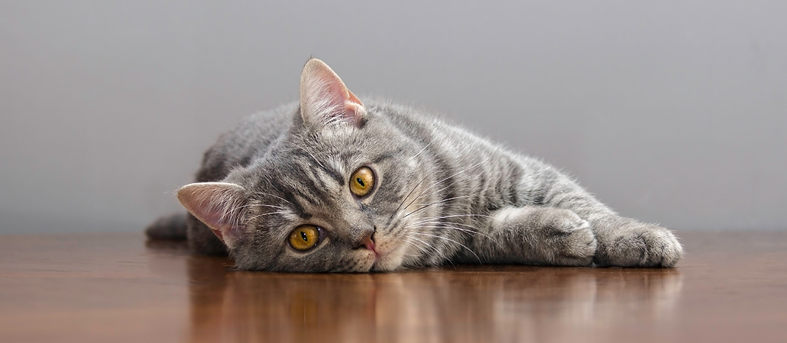 What To Do When Your Cat Throws Up After Eating Pet Side