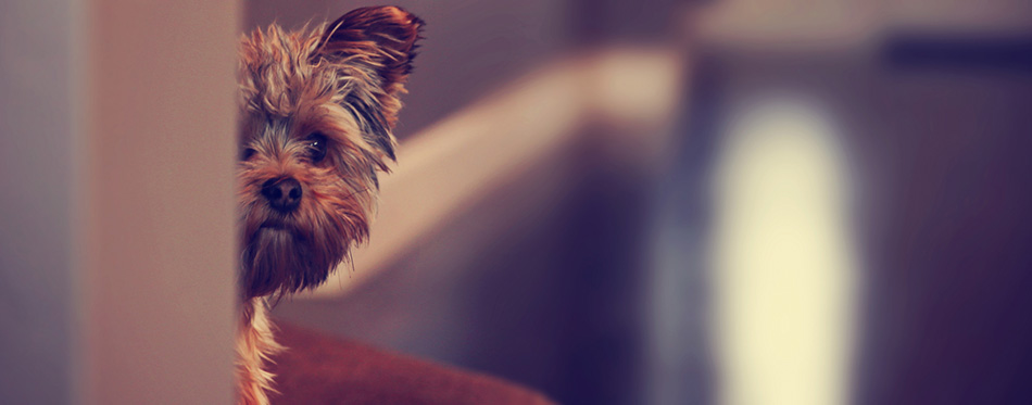 Yorkshire terrier hidyng from wall
