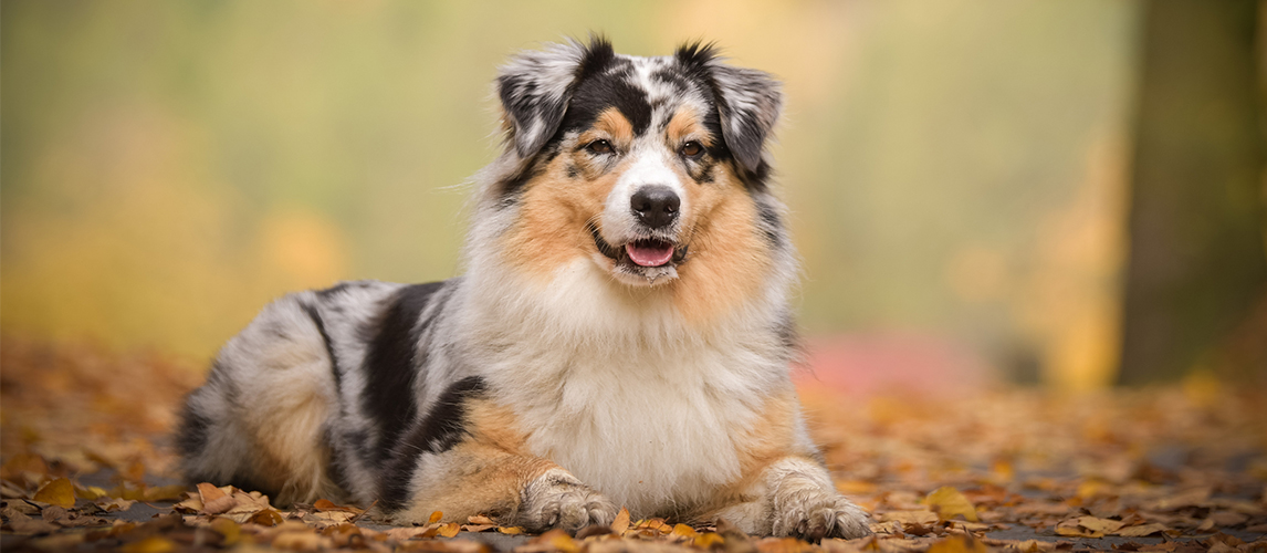 Australian Shepherd Dog Breed Facts & Information