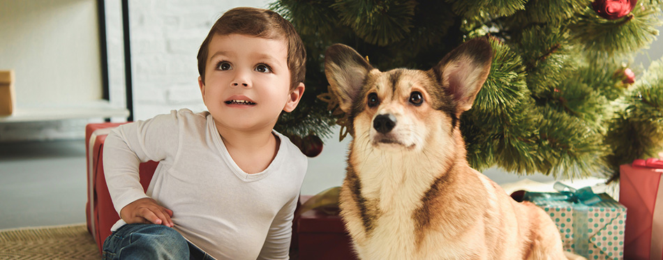 Child and welsh corgi dog sitting under christmas tree