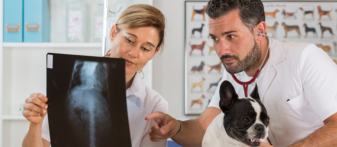 how much does it cost for an xray on a dog