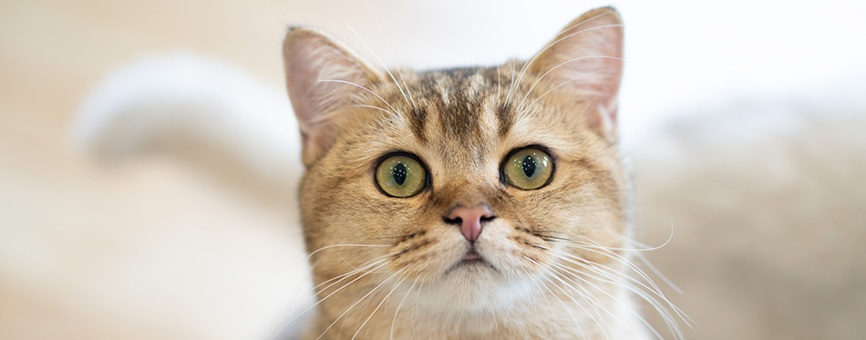 How to Clean Cat Eye Boogers? Vet-Approved Step-by-Step Guide