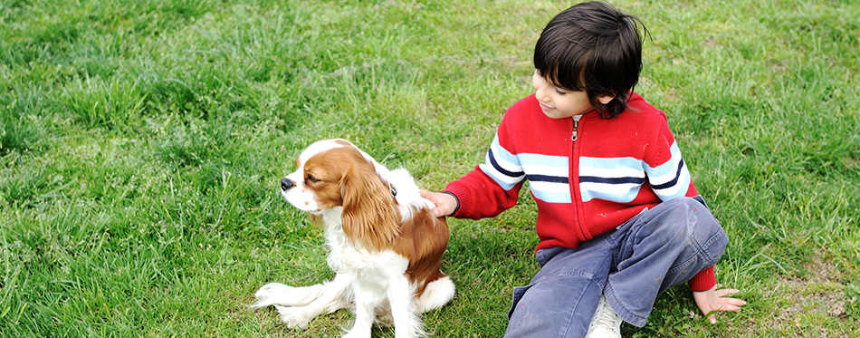Young boy playing with a dog