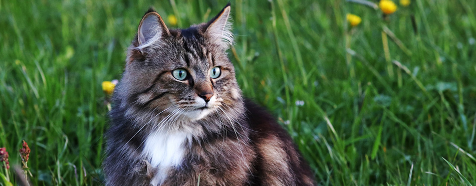 Norwegian Forest Cat: Breed Information, Characteristics and Facts