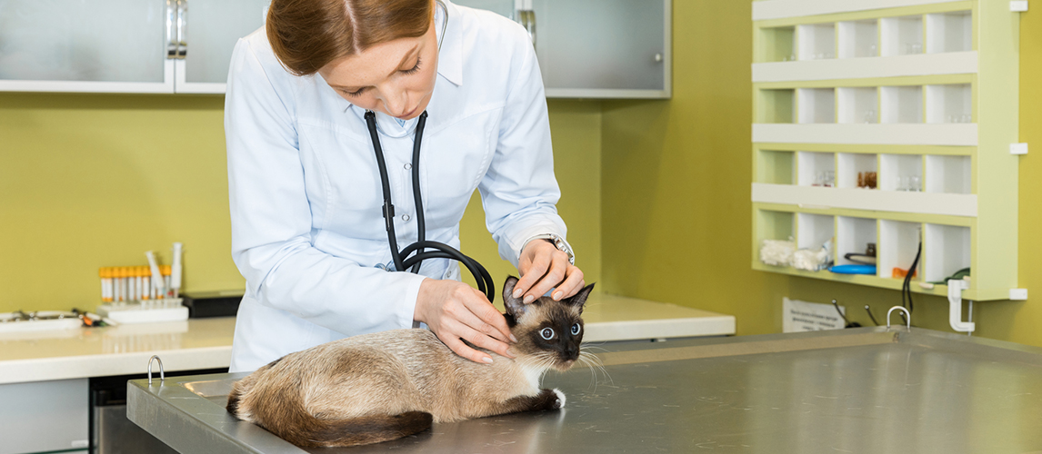 Cat Ear Infection Causes and Prevention Pet Side